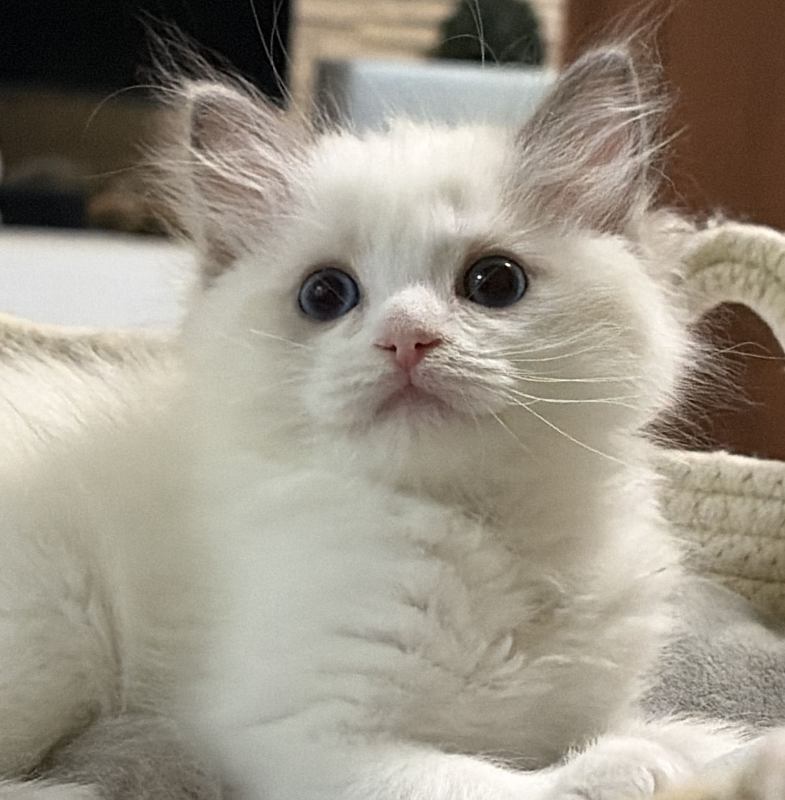 images/AvailableKittens/Marcello website.jpg